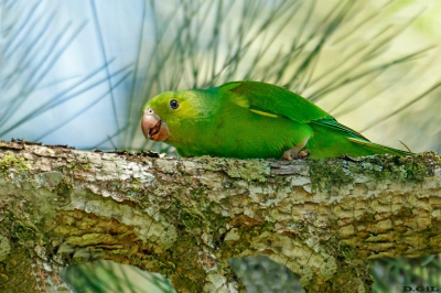 PERIQUITO RICO (Brotogeris tirica)